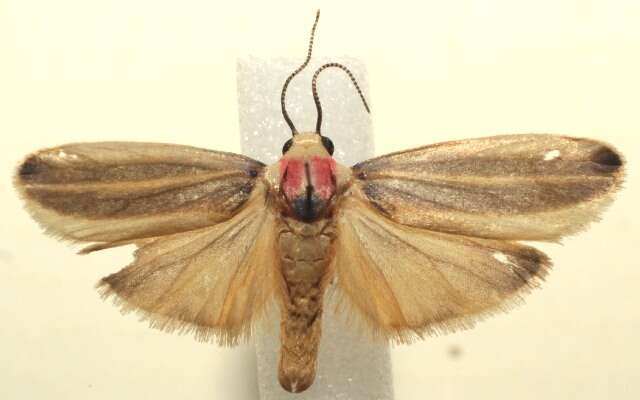 صورة Rhabdatomis Dyar 1907