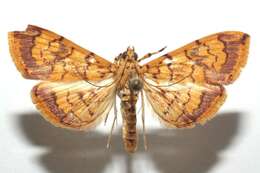 Portentomorpha resmi