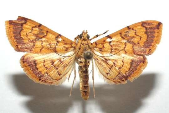 Image of Portentomorpha