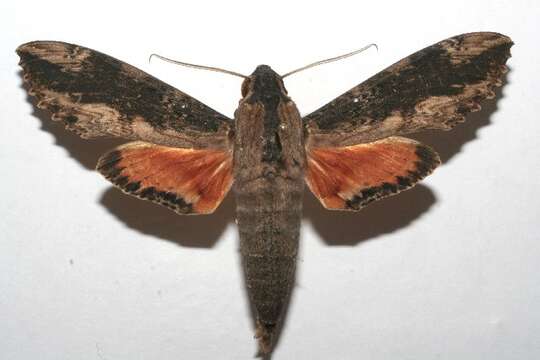 Image of Cramer's Sphinx Moth