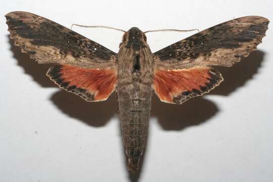 Image of Cramer's Sphinx Moth