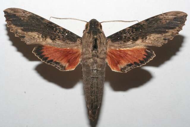 Image of Cramer's Sphinx Moth