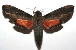 Image of Cramer's Sphinx Moth