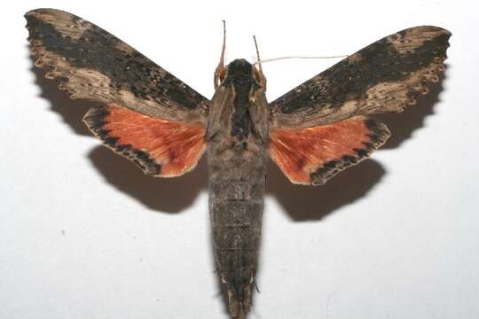 Image of Cramer's Sphinx Moth