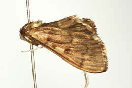 Image of Serpentine Webworm