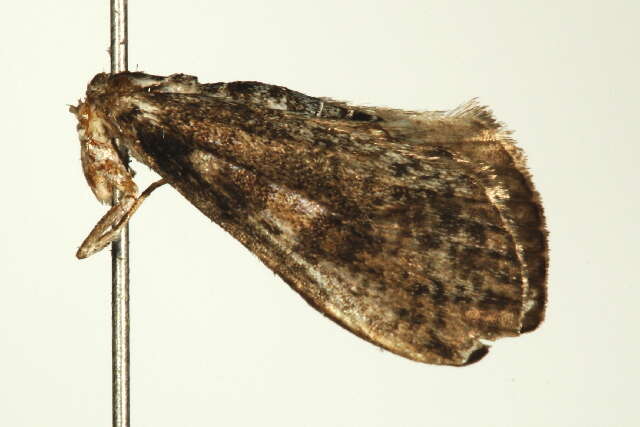 Image of Palpita aenescentalis Munroe 1952