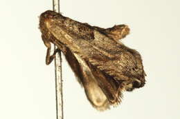 Image of Cottonwood Twig Borer