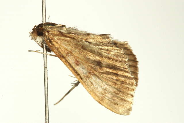 Image of Serpentine Webworm