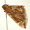 صورة <i>Eulithis molliculata</i>