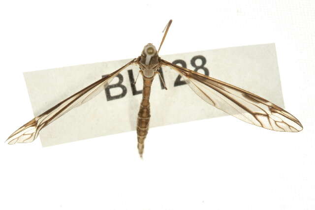 Image of Tipula (Yamatotipula) furca Walker 1848