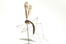 Image of Tipula (Yamatotipula) furca Walker 1848