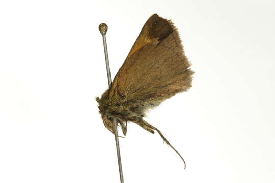 Image of Tawny-edged Skipper