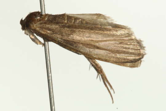 Image of Sciota rubescentella