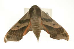 Image of Virginia Creeper Sphinx