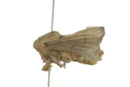 Image of Macroheterocera