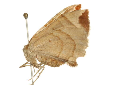 Image of <i>Eulithis molliculata</i>