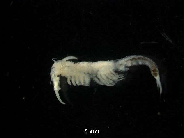 Image of Vernal Pool Fairy Shrimp