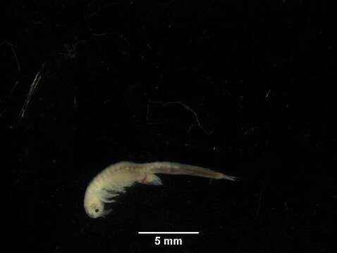 Image of Vernal Pool Fairy Shrimp