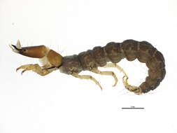 Image of Rhyacophila vaccua Milne 1936