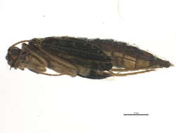 Image of Rhyacophila vaccua Milne 1936