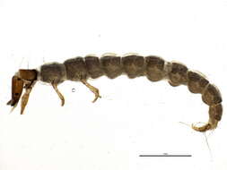 Image of Rhyacophila vaccua Milne 1936