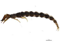 Image of Rhyacophila vaccua Milne 1936