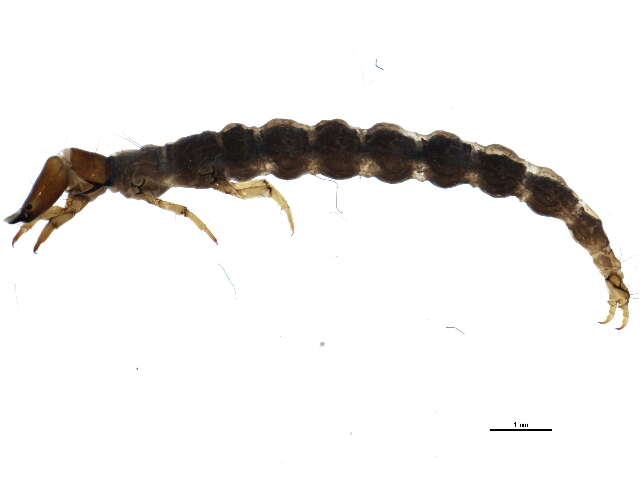 Image of Rhyacophila vaccua Milne 1936