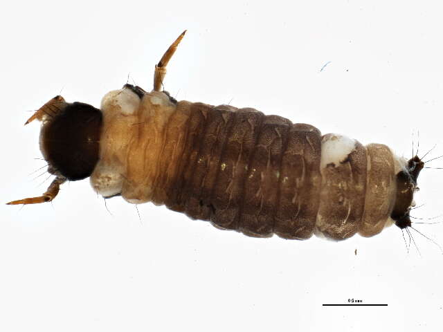 Image of Glossosoma (Synafophora) verdonum Ross 1938