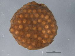 صورة Lepidostoma (Nosopus) unicolor (Banks 1911)