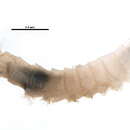 صورة Trichoclinocera