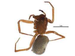 Image of Sciastes truncatus (Emerton 1882)