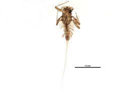 Image of Epeorus longimanus (Eaton 1885)