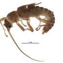 Image of Taenionema pallidum (Banks 1902)