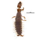 Image of Rhyacophila vao Milne 1936