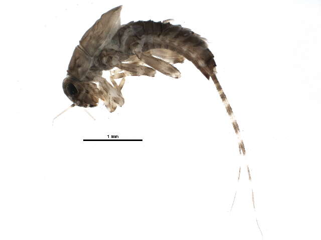 Image of Ephemerella tibialis McDunnough 1924