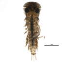 Image of Ecdyonurus simplicioides (McDunnough 1924)