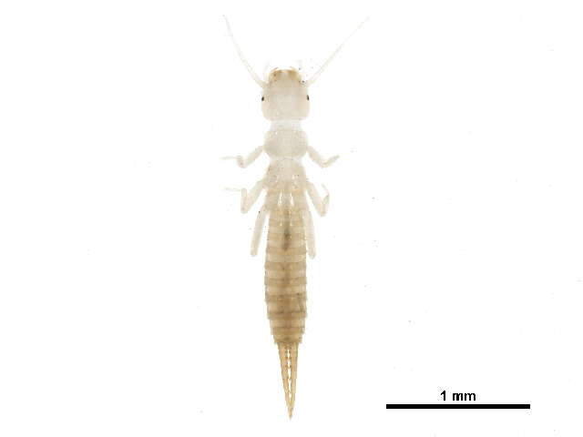 Image of Paraperlinae