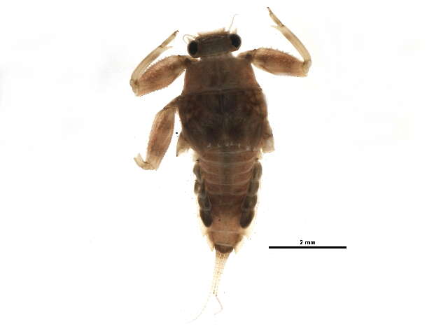 Image of <i>Drunella doddsii</i>