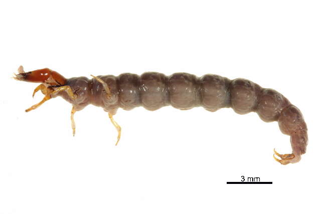 Image of Rhyacophila vaccua Milne 1936