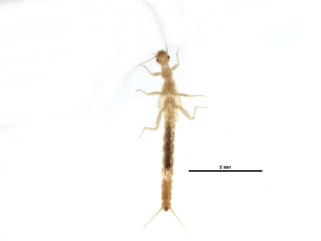 Image of Paraleuctra occidentalis (Banks 1907)