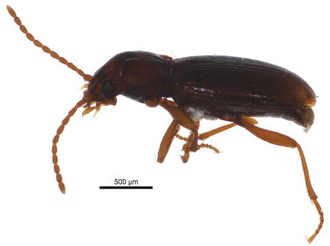 Image of Amerizus (Amerizus) oblonguloides (Lindroth 1963)