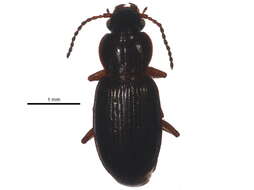 Image of Pterostichus (Cryobius) empetricola (Dejean 1828)