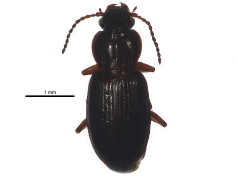 Imagem de Pterostichus (Cryobius) empetricola (Dejean 1828)