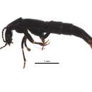 Image of Quedius (Distichalius) tetricus Smetana 1971