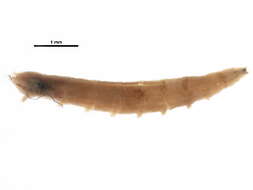 Image of Clinocera olivacea Melander 1927