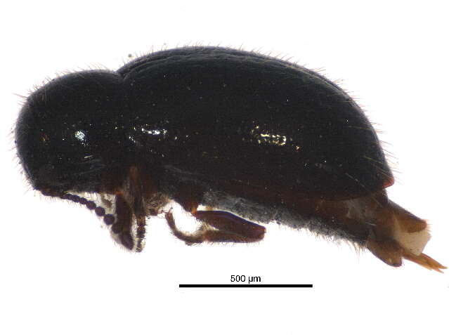 Image of Lioligus