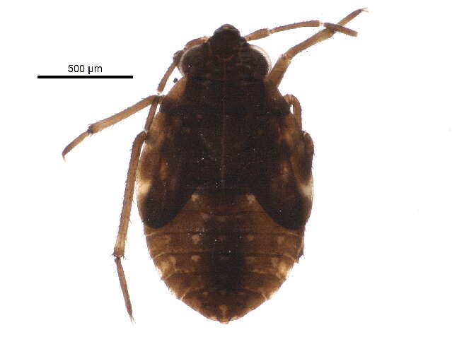 Image of bed bugs