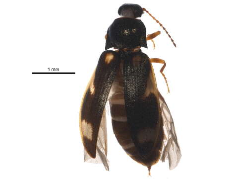 Слика од <i>Eanus albertanus</i>