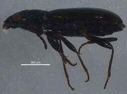 Image of Bembidion (Plataphus) breve (Motschulsky 1845)