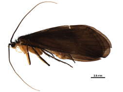 Image of Eocosmoecus